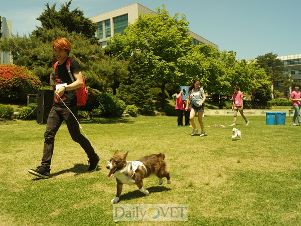 벳플레이스애견한마당3