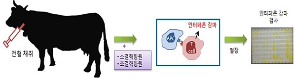 데일리벳진단키트