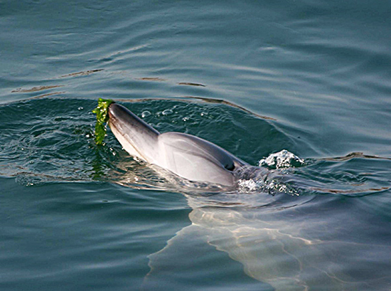 데일리벳 커뮤니티