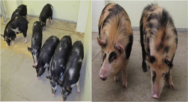 130619 이종데일리벳 베팅