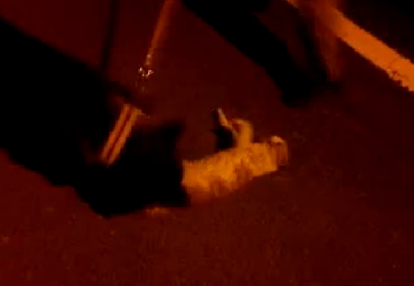 130624고양이학대