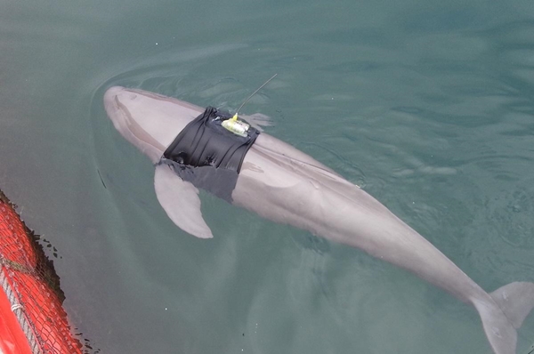 데일리벳 도박방류_마루