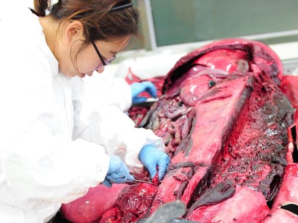 이영란데일리벳 카지노 사이트님-참돌고래부검