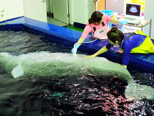 이영란데일리벳 카지노 사이트님-초음파