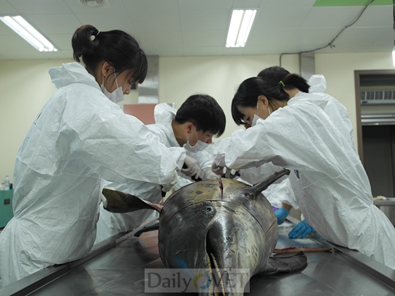 고래연구소 부검