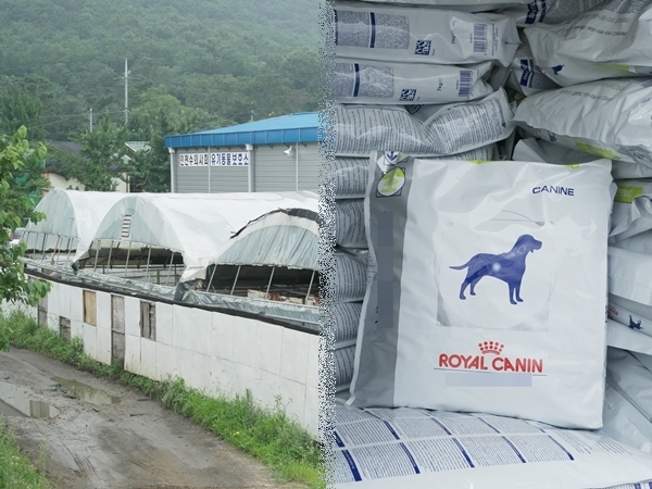 130802로얄캐닌인천