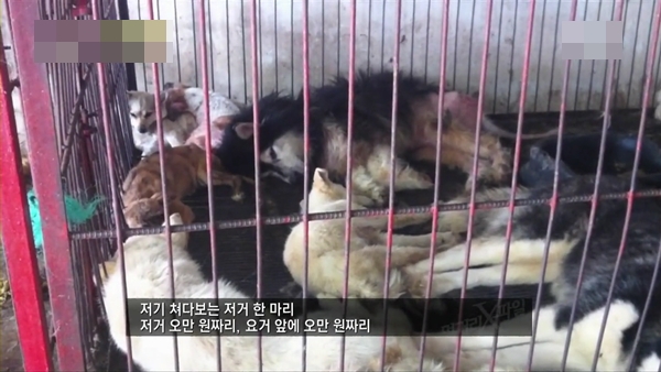 130805애완견보신탕