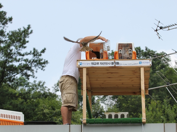 130805황조롱이데일리벳 사이트