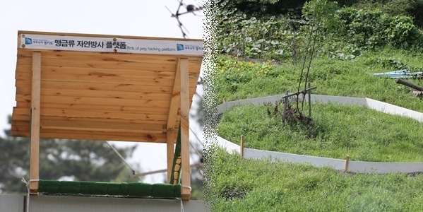 130805황조롱이데일리벳 사이트2