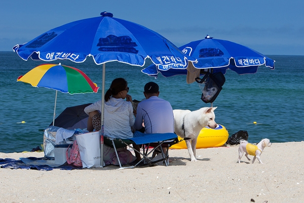130828애견해변2