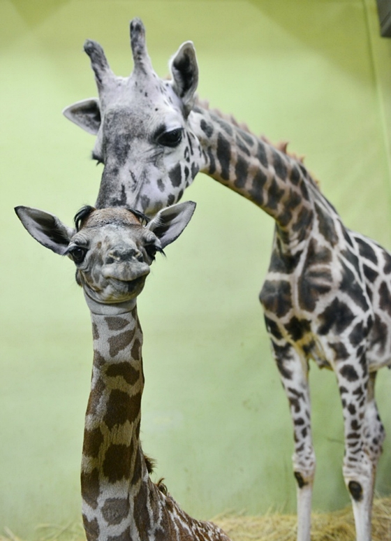 에버랜드장순이