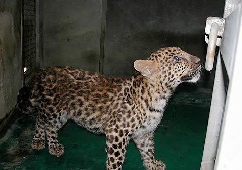 자체번식표범표정이