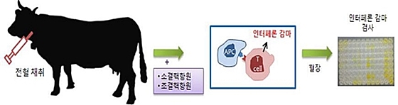 데일리벳병진단키트_감마데일리벳