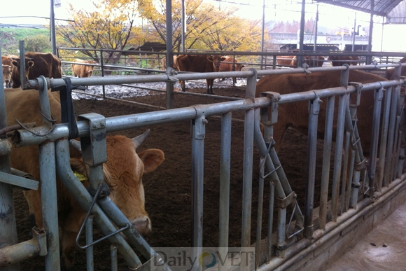 소 거래할 때 결핵 검사 꼭 받아야‥검사증명서 휴대제 도입