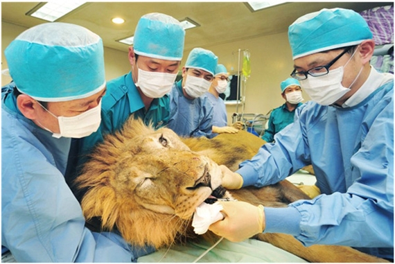 131030와일드라이프코리아2