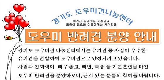 2013도우미견나눔센터첫데일리벳 사이트 안내