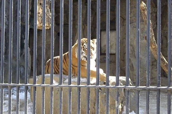 시베리아호랑이_로스토프