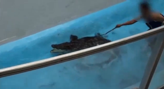 131118쥬쥬데일리벳 추천원