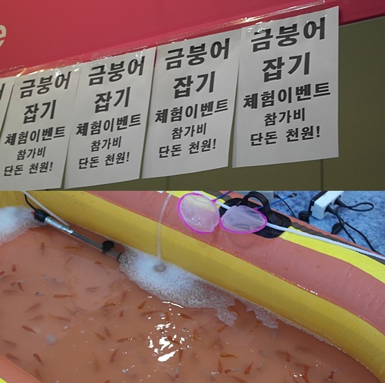 k-pet금붕어이벤트