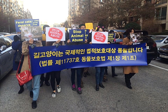 압구정현대아파트고양이