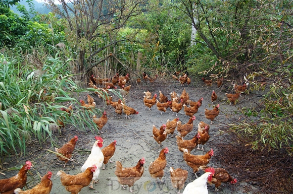 131202데일리벳 커뮤니티축산농장3