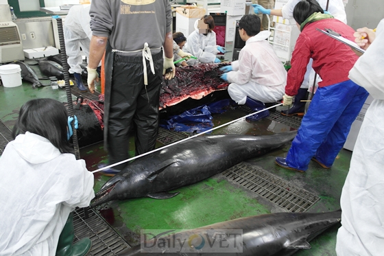 20131215고래부검