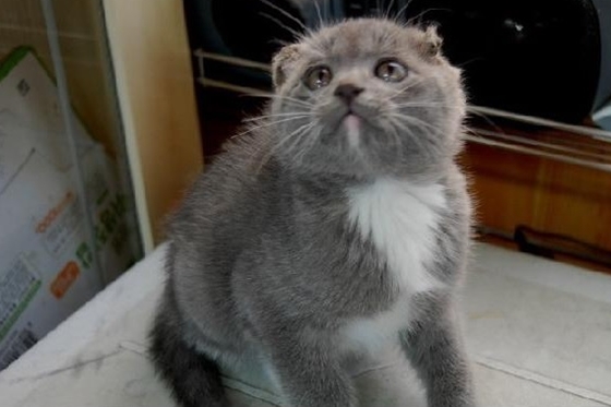 위클리벳사랑실천협회_고양이스코티쉬폴드