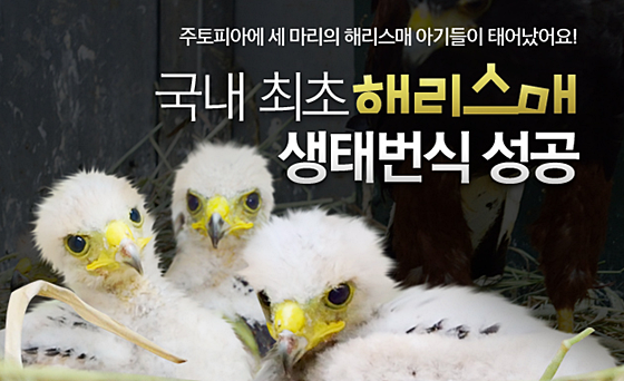 에버랜드_해리스매