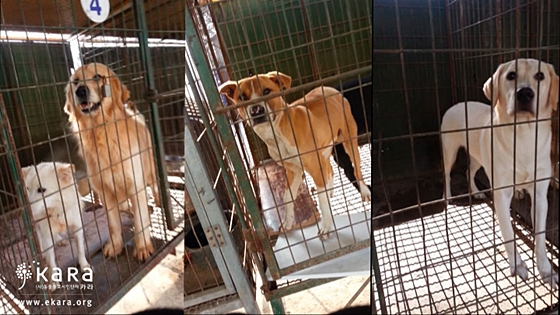 데일리벳 카지노 사이트보호법은왜있는가_사진2