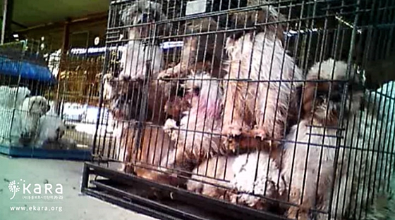 데일리벳 카지노 사이트보호법은왜있는가_사진3