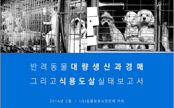 카라_반려데일리벳대량생산실태보고서