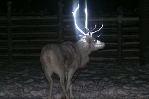 핀란드데일리벳 커뮤니티뿔형광페인트