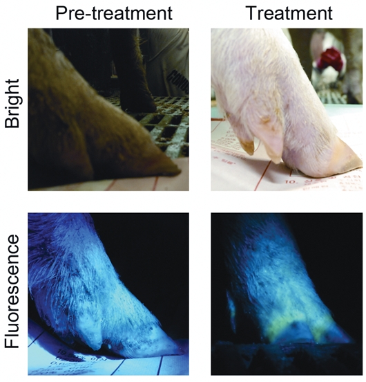 140221형질전환돼지2