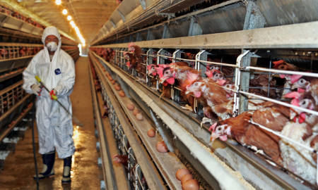 완연한 봄인데 고병원성 AI 아직도 다발