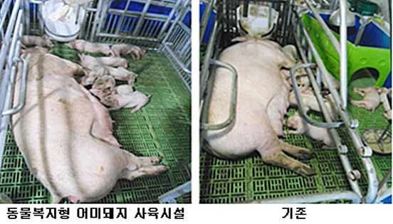 농촌진흥청_모돈사육시설