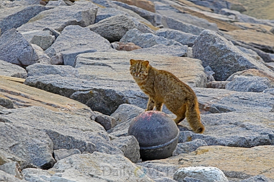 영광군멸종위기데일리벳 사이트삵