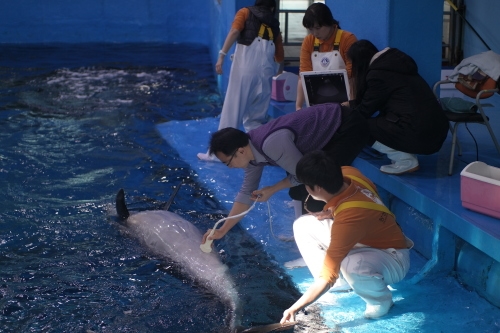 베트윈초음파검사