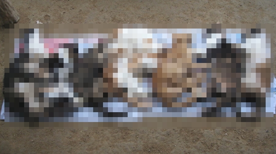 140321 데일리벳 주소학살1