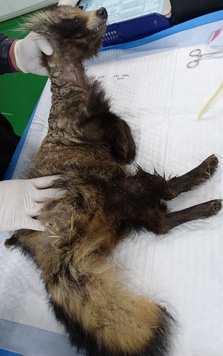 김희종4월_2_개선충너구리