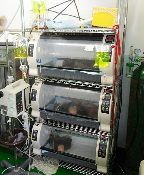 김희종4월_3_너구리ICU