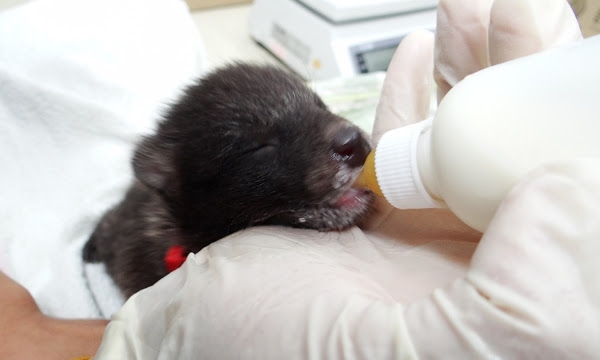 김희종4월_5_인공포유