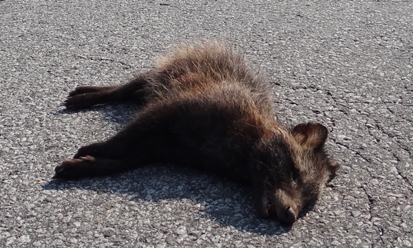 김희종4월_6_로드킬