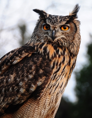 김희종칼럼_수리부엉이1