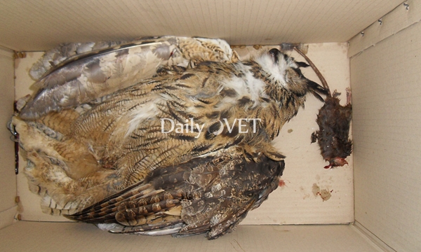 김희종칼럼_수리부엉이2