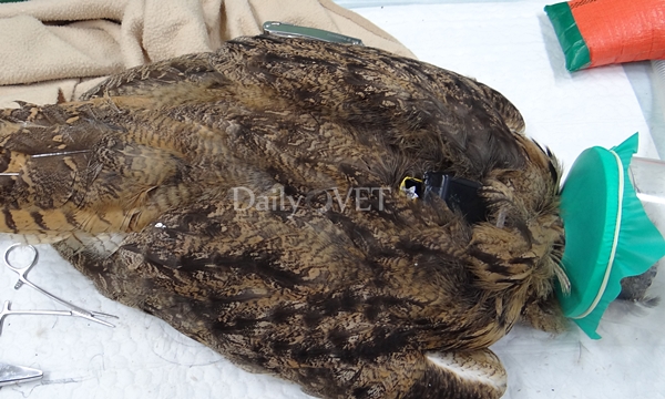 김희종칼럼_수리부엉이4