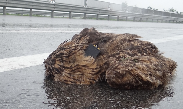 김희종칼럼_수리부엉이6