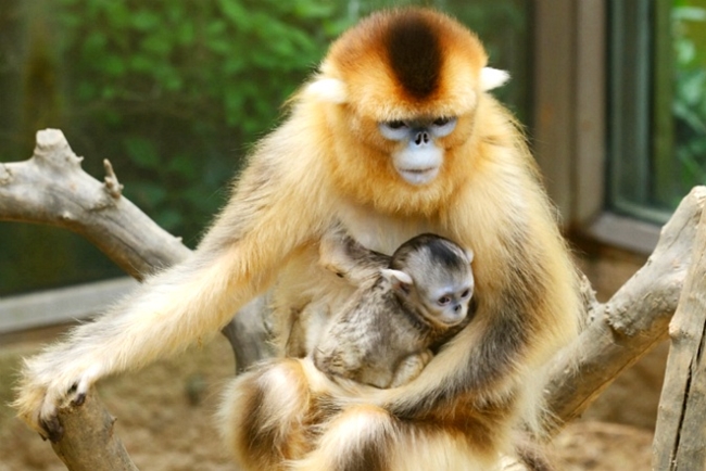 140520 에버랜드_황금원숭이_05