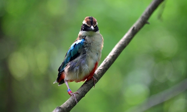 140527 제주대 팔색조1