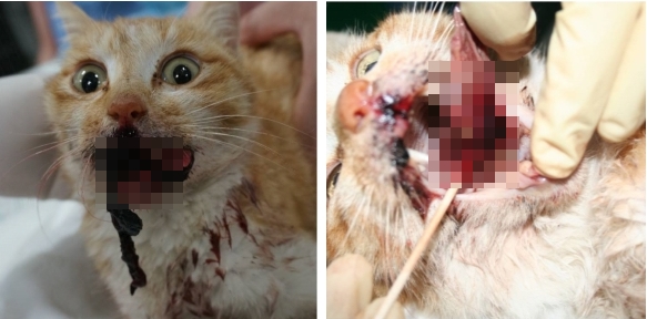 140605 길고양이 산탄총1