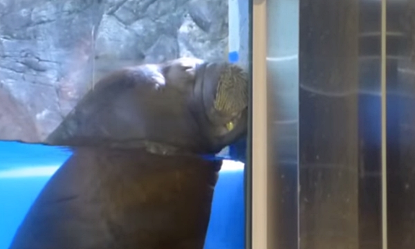 140707 바다코끼리 정형행동1